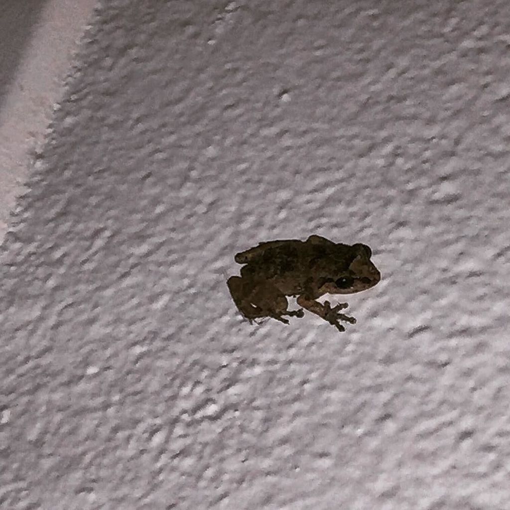 bermudalocal's tweet photo. They're back! #Bermuda #TreeFrogs #SometimesJustWallFrogs #BermudaDreaming #TreeFrogsofInstagram https://t.co/iRXXo9n1JC