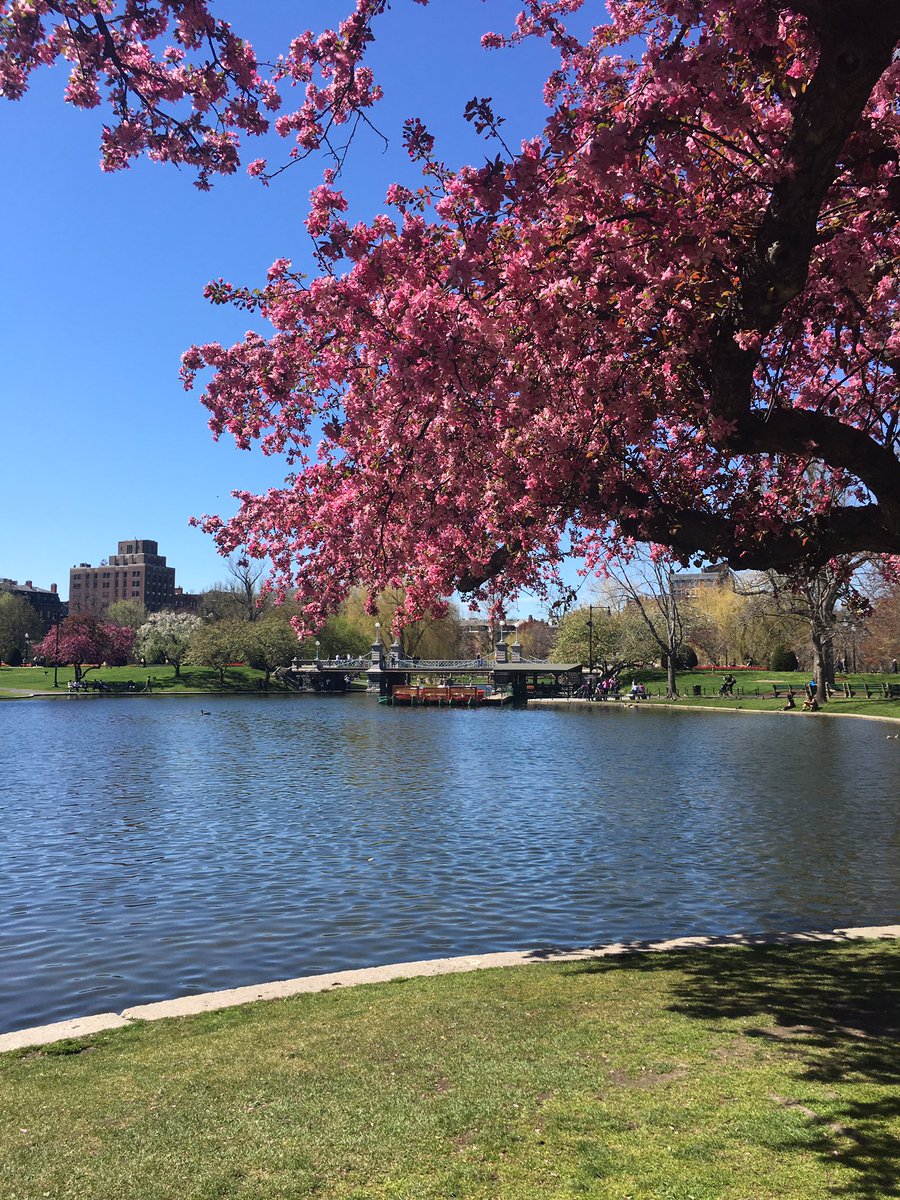 EmilyWORDWeaver's tweet photo. Boston is in bloom. #BostonAdventure https://t.co/rGtV6fM0F8