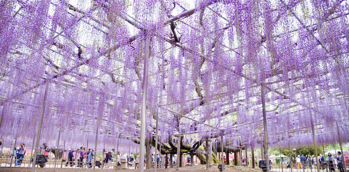 紫やピンクの巨大シャンデリア あしかがフラワーパーク の藤の花が幻想的で圧巻 テクスチャーにしか見えない Togetter