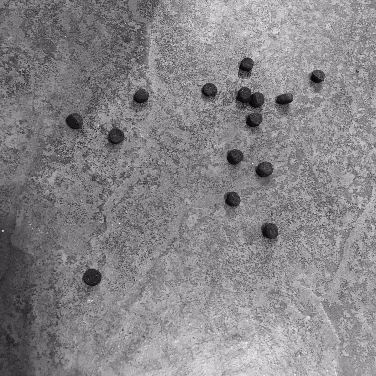 vckbee's tweet photo. Alex kibble art left around #kibbleart #AlexKibbleArt https://t.co/hzpPxgNnVY