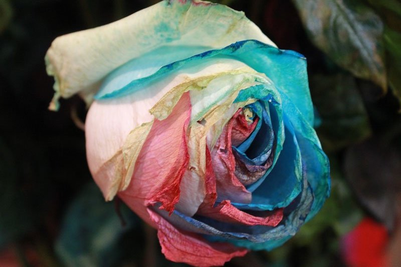 Our Daily Queer tweet media