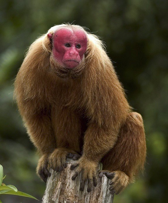 bountymoon's tweet image. A to Z Challenge: U is for Uakari blueflute.wordpress.com/2016/04/29/a-t…