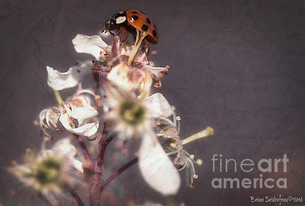 camerameets's tweet photo. New artwork for sale! - "Wishful Thinking" - https://t.co/VVzoUbSZBv @fineartamerica https://t.co/Ce7a6IAxkW