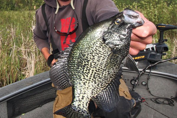 ShareFishing's tweet photo. Canada Crappies Across the Seasons https://t.co/5czGKb5tvg #fishing https://t.co/GAA5f5kHSa