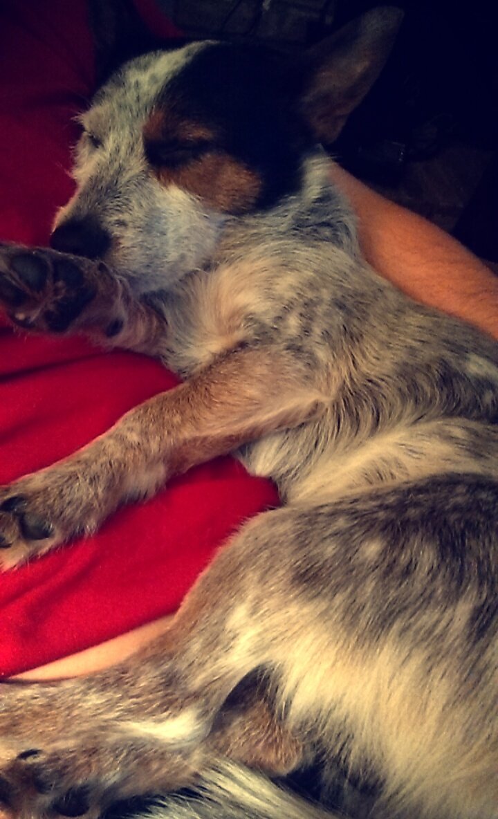 JDTT51's tweet photo. Cross Lanes, keep a look out for my child. He's missing for the first time since he was a pup. https://t.co/YakiqhhzfE