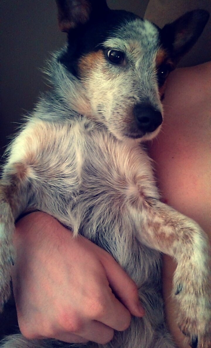 JDTT51's tweet photo. Cross Lanes, keep a look out for my child. He's missing for the first time since he was a pup. https://t.co/YakiqhhzfE