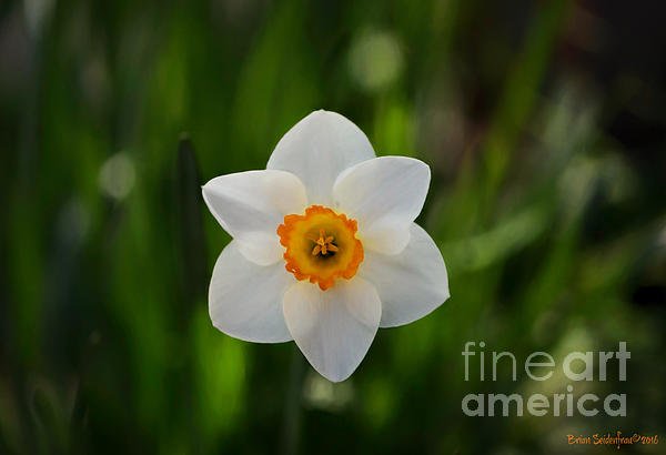 camerameets's tweet photo. New artwork for sale! - "Floral Symmetry" - https://t.co/P7pTjRTgzK @fineartamerica https://t.co/oaDaC3pfzi