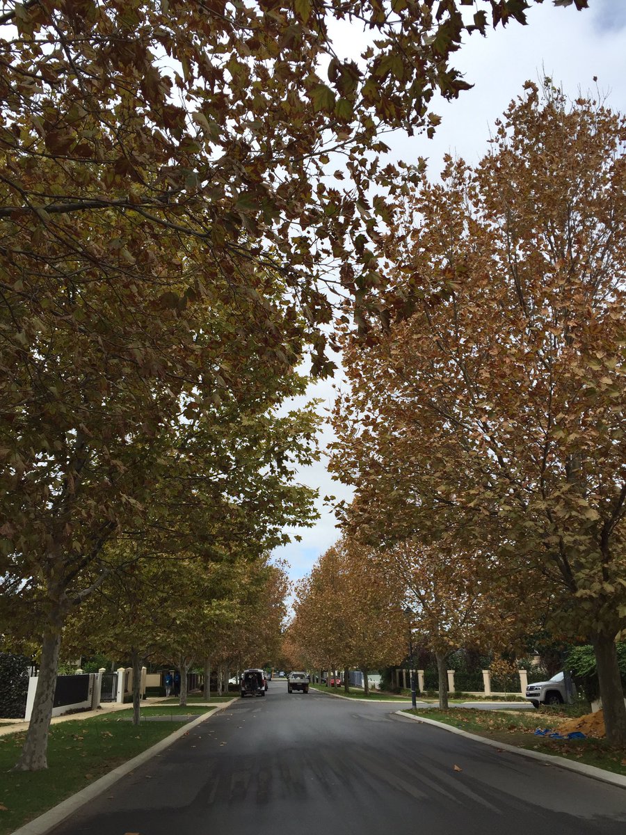 collpe's tweet image. #autumnleaves