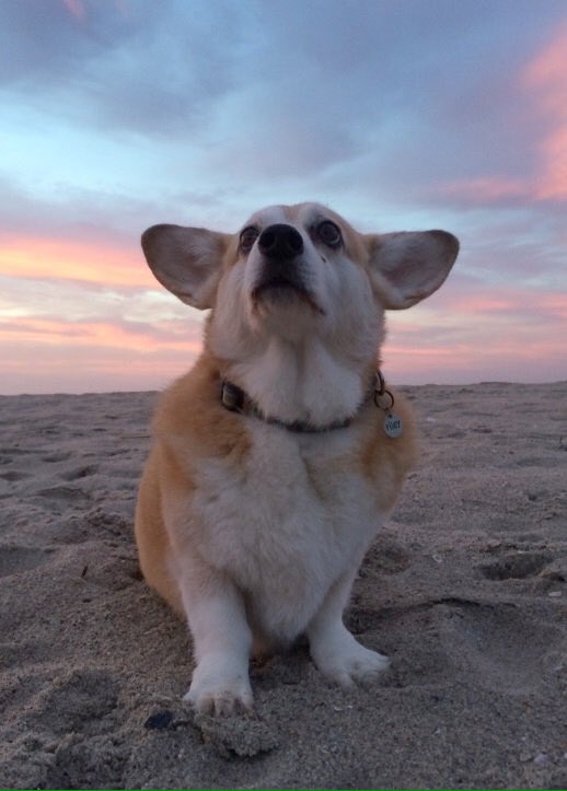 hunneybee's tweet photo. need a guy who will let me spam their phone with pics like this: https://t.co/9gUtVaVexZ