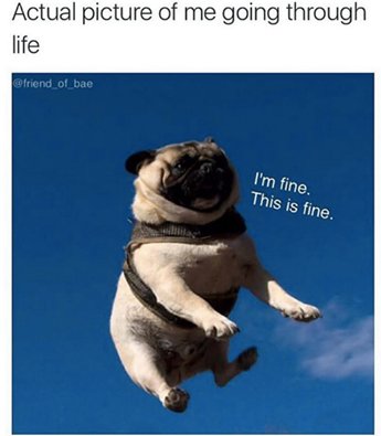 MosbythePug's tweet photo. Yes. https://t.co/sKKjq5Plso