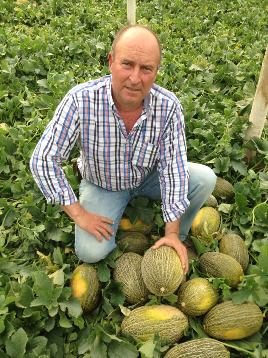 Melon el Copon de Villaconejos comienza campaña Nacional #especia#fruta#salud#supermercado#azucar#