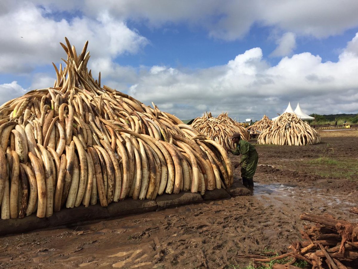 UNEP_Francais's tweet photo. Les leaders de la lutte contre la chasse aux 🐘 d'#Afrique sont à #Nanyuki, le 29 &amp; 30 avril https://t.co/cjVVwfrEdi https://t.co/UeeV4qy0ap