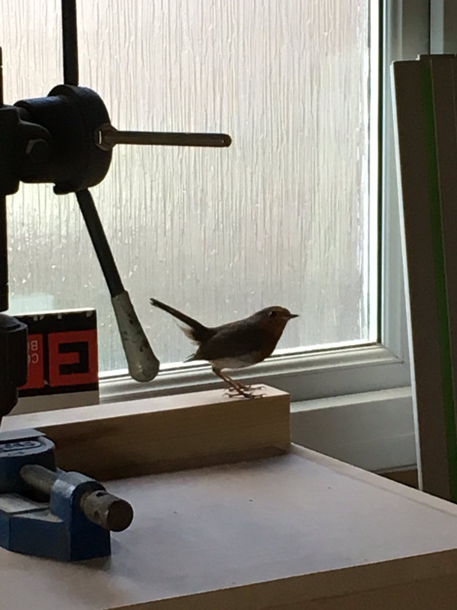 Herts_HandyMan's tweet photo. Had a visitormin the workshop today #HelloMrRobin #handyman #stalbans https://t.co/kbvvLnwbWb