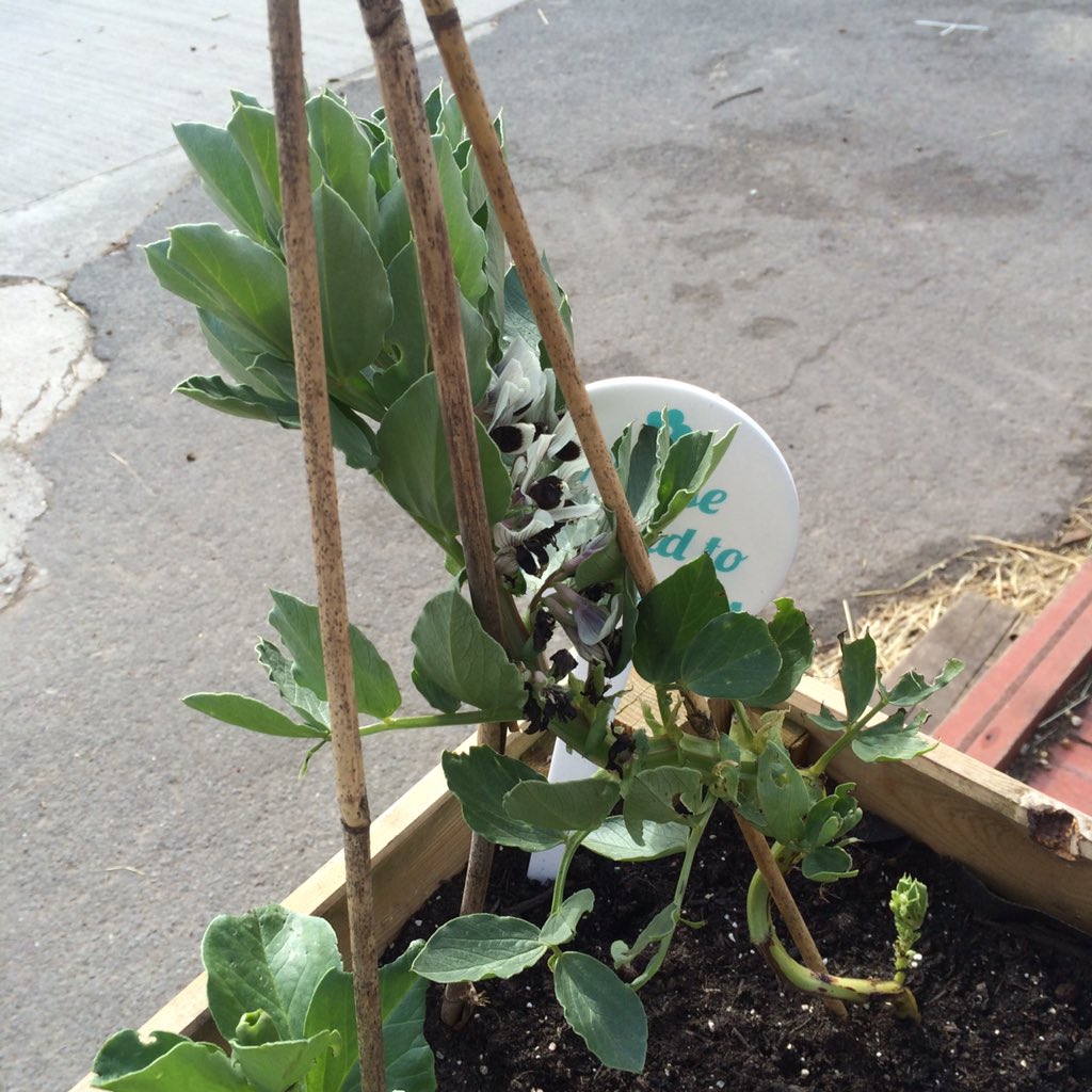 WeAreFurryTales's tweet image. Furry Tales Club isn't just about animals, such a joy to see our veg blooming! #gardening #CelebrateElders