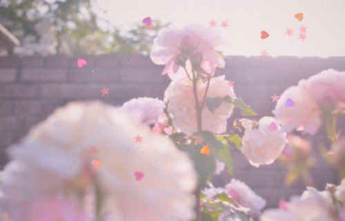 chaeheeluv's tweet photo. お花畑行きたい https://t.co/tnYI9tHzTb