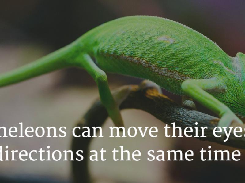 WCO_CE's tweet photo. #EyeFacts https://t.co/khb237XAEo