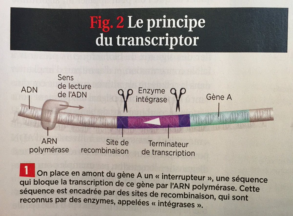 Germain41's tweet image. #SynthBio Programmer bactéries en détecteur utile au diagnostic, Jérôme Bonnet #CBS #Montpellier in @maglarecherche
