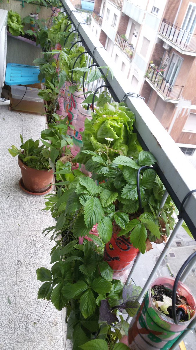 aleoffagna's tweet photo. L'ortazzo il nostro #ortoidroponico sul terrazzo. https://t.co/aZzbHVaxYl
