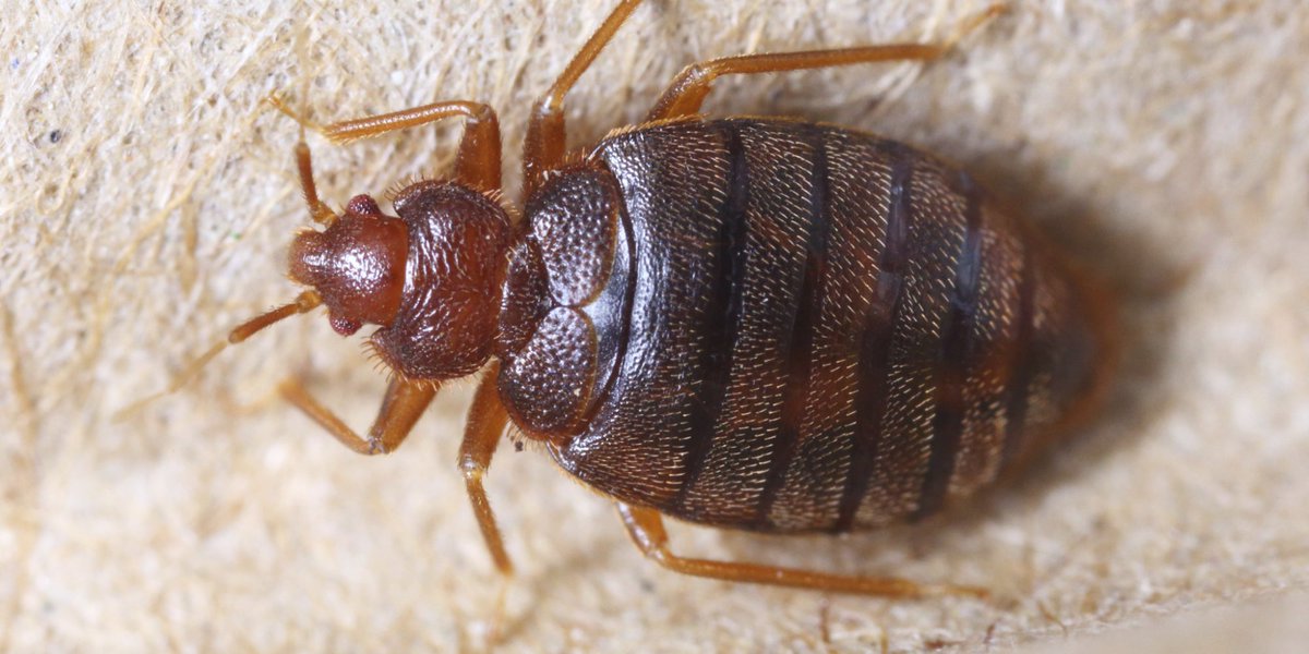 HuffPost's tweet photo. The color of your sheets may attract bedbugs because life isn't fair https://t.co/b8JwZaavbW https://t.co/4zQ0f5yPQu
