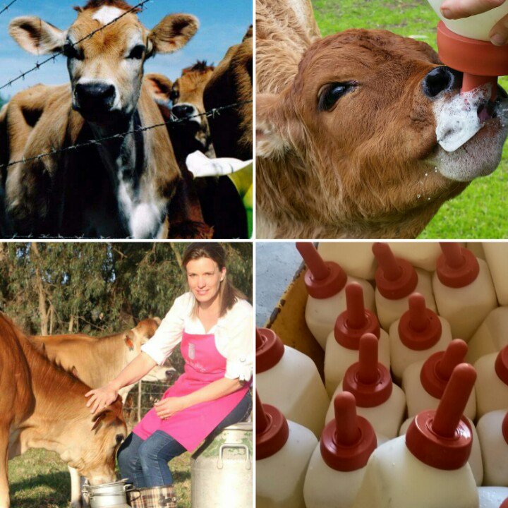 farmyoghurt's tweet photo. @arinadp @landbou shjoe ...  ons kom!!
En Moenie ons fab #farmyoghurt mis nie ... ons stal is saam met onse koeie! https://t.co/zW0ERdzscH