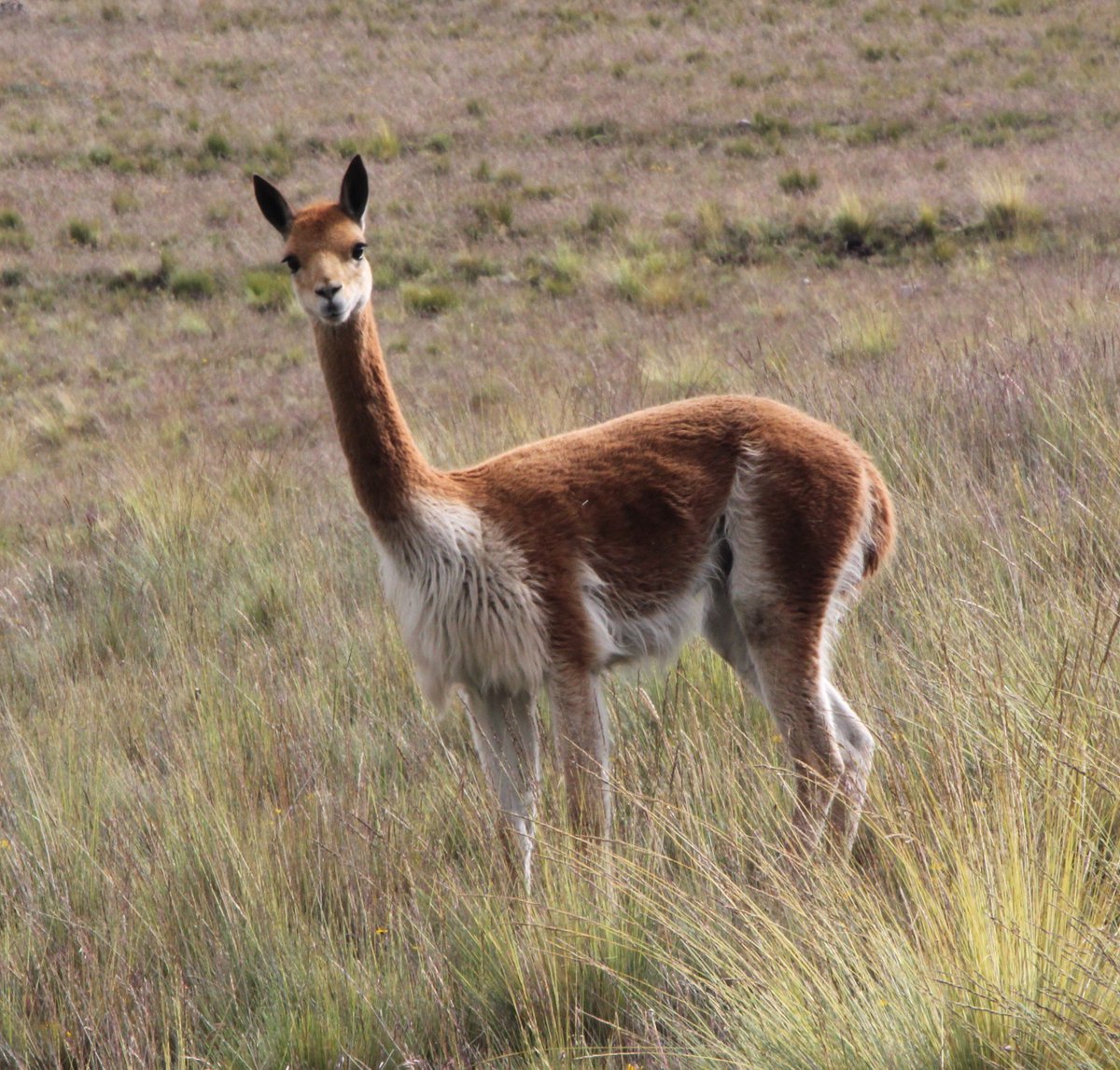 bountymoon's tweet image. A to Z challenge: V is for Vicuna blueflute.wordpress.com/2016/04/29/a-t…