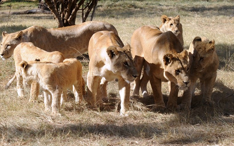 AfroVoiceNews's tweet photo. 33 rescued lions to fly from Peru to SA https://t.co/OfdnHuVZ9h https://t.co/UfIeZGNSEG
