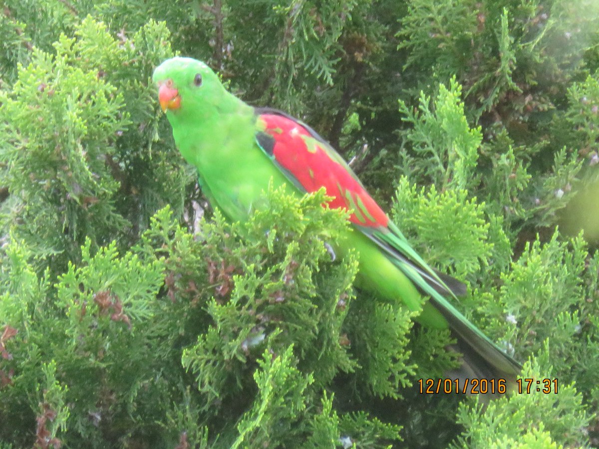 Red-winged parrot Warialda, North West NSW-feeding on pine tree nuts #birdsarebeautiful