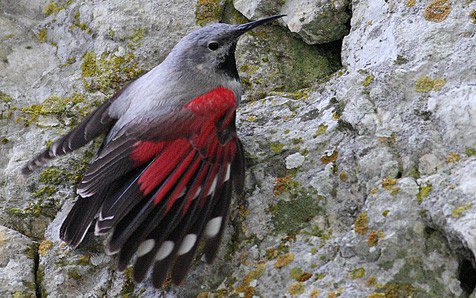 bountymoon's tweet image. A to Z Challenge: W is for Wallcreeper blueflute.wordpress.com/2016/04/29/a-t…