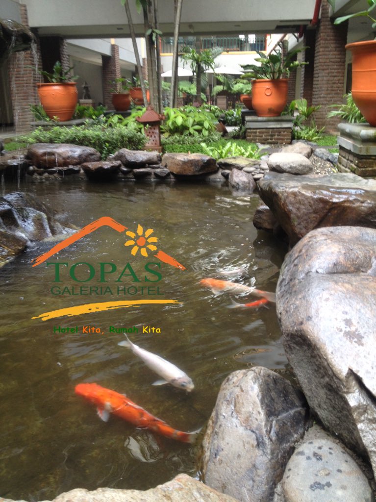 topashotel's tweet photo. The fishes in the pond @topashotel warm your stay.. #weekend #bandunghotel https://t.co/GfRqL4YvJj