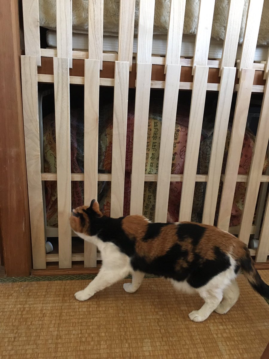 年の最高 猫 侵入 壁紙猫かわいい