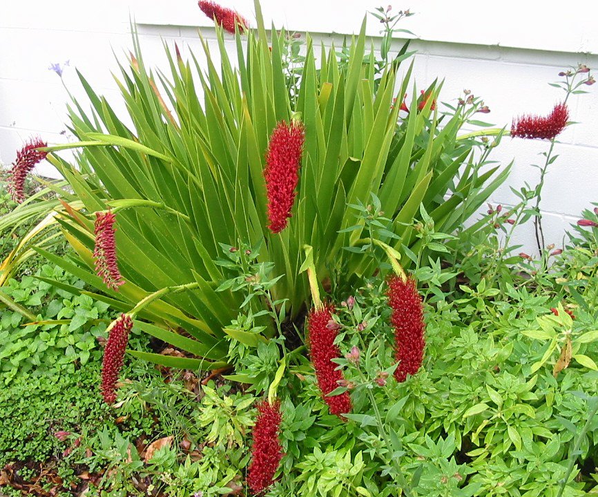 bountymoon's tweet image. A to Z Challenge: X is for Xeronema Callistemon blueflute.wordpress.com/2016/04/29/a-t…