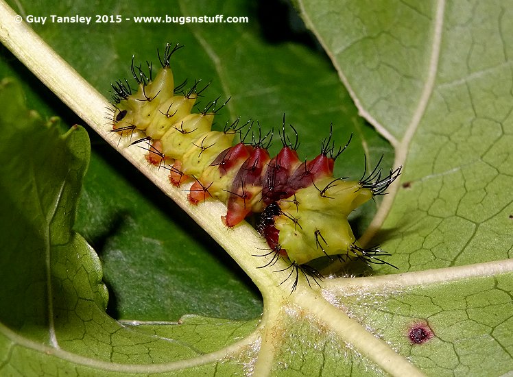 bugsnstuffcom's tweet photo. #Caterpillar of the Comet #moth #Argema mittrei the largest #MoonMoth and one of the largest #SilkMoths in the world https://t.co/D2bIV2IvDb