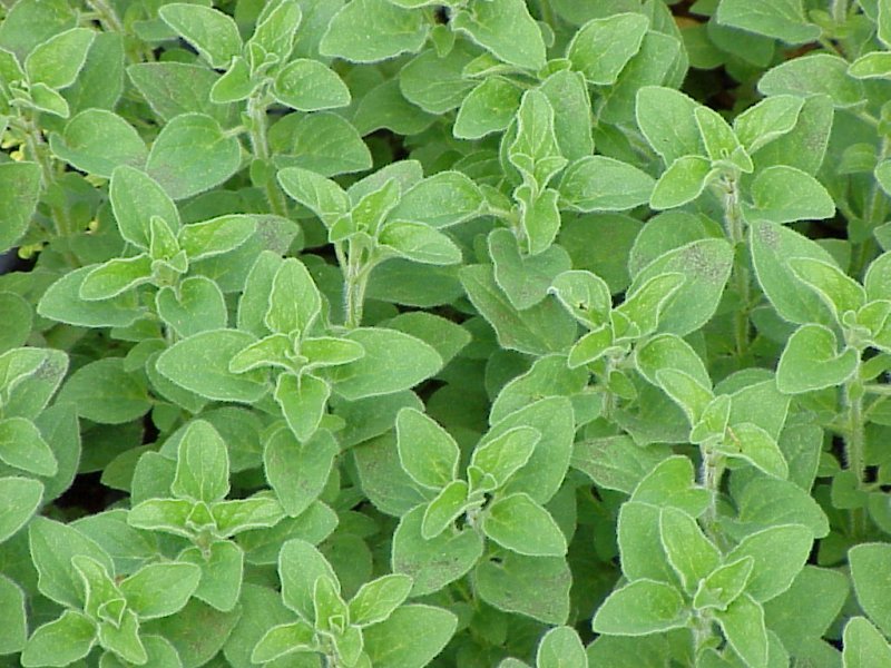 GrownDirect's tweet photo. #MixandMatch Aromatic Italian Herbs - any 3 plants for £5 #growyourown #gardening #organic https://t.co/NryjZem9QR