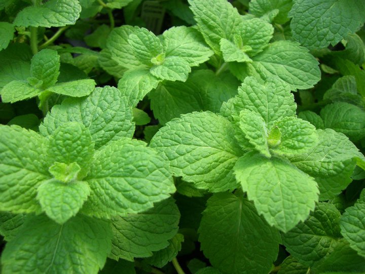 GrownDirect's tweet photo. #MixandMatch Aromatic Italian Herbs - any 3 plants for £5 #growyourown #gardening #organic https://t.co/NryjZem9QR