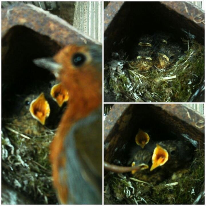Quirky_Crafts's tweet photo. I am #excited to share with you, we have 5 strong, healthy baby #Robins who will be #Fledging anyday! #SpringWatchUK https://t.co/6nmIIWWfiM