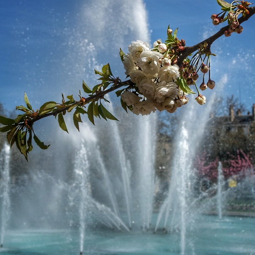 #printemps #placewilson #dijon #bourgogne #igersbourgogne #welovebourgogne #JaimelaFrance #france_images