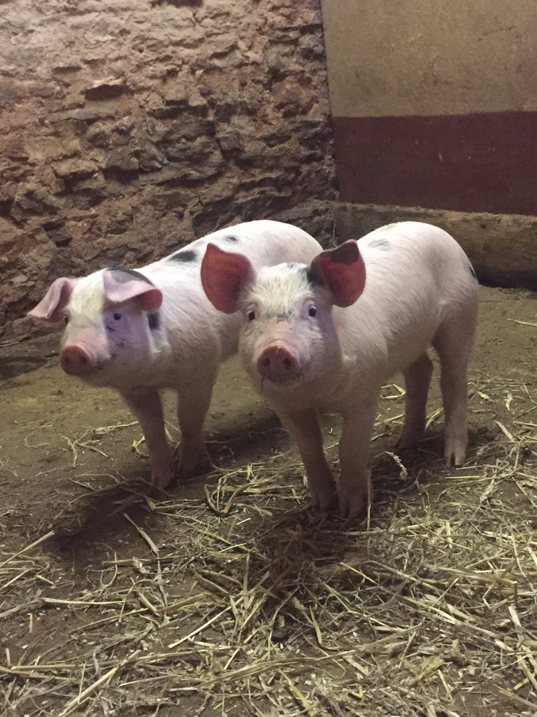 KBOrganicGoat's tweet photo. Newest arrivals on the farm. Tasty sausages. https://t.co/wZyftbZj2K