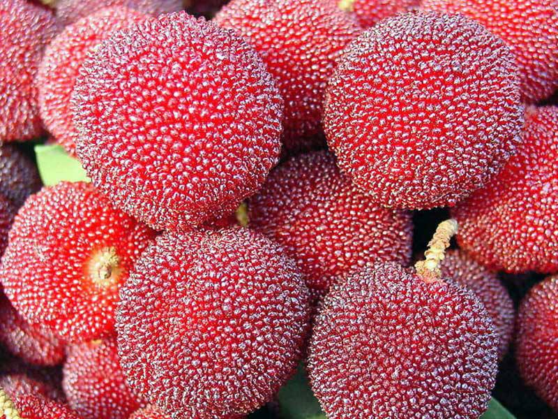 bountymoon's tweet image. A to Z Challenge: Y is for Yangmei blueflute.wordpress.com/2016/04/29/a-t…