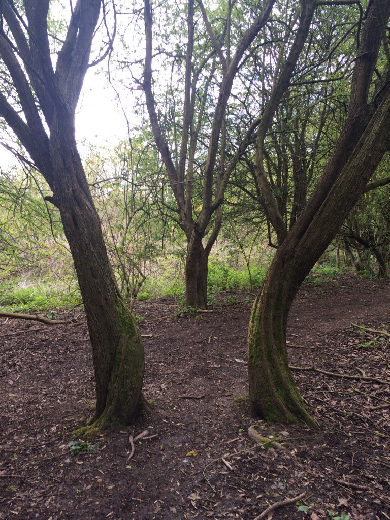 BecomingBeige's tweet photo. Oddly reminiscent of shapelier days #beingbeige@urbangardens @nationaltrust @TreeHugger @Goodfooddrink @OMalleyJayne https://t.co/BO6LIbTfYA