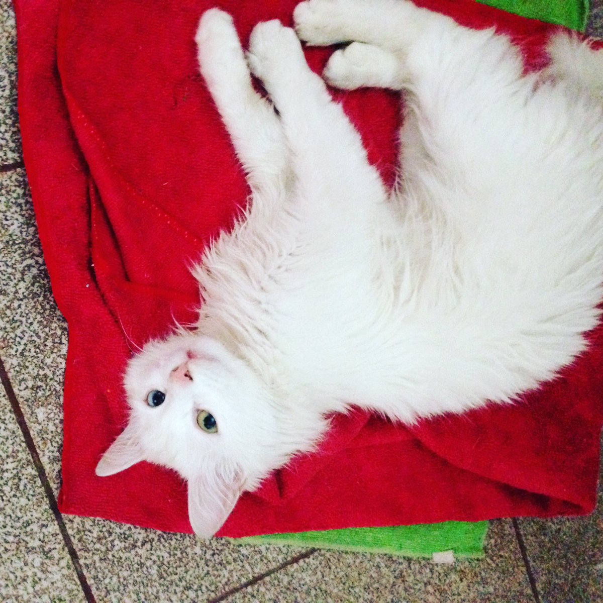 Как вам мой котик?👻🐾