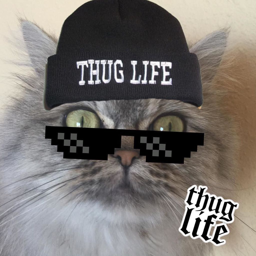 CladiaCardena's tweet photo. #amy #gato #gatopersachinchilla #gat #lovecats #bieutiful #catslyf #petlove #kleptocats #thuglife #cachondeo #reir … https://t.co/tH3KNvE1mC