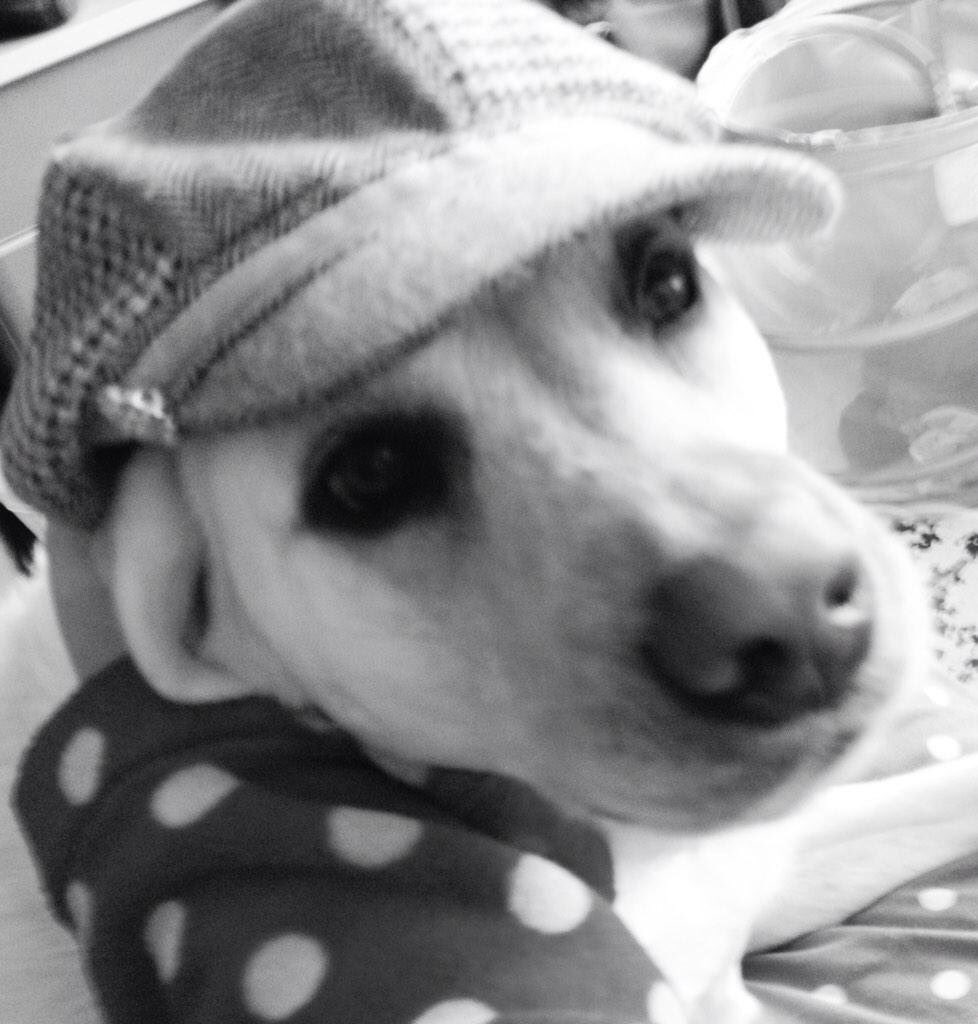 DrLulittle's tweet photo. @Rubitadogita is ready for #PeakyFriday #PeakyBlinders #PoochyBlinders 😜 https://t.co/9RtSjsPoxp