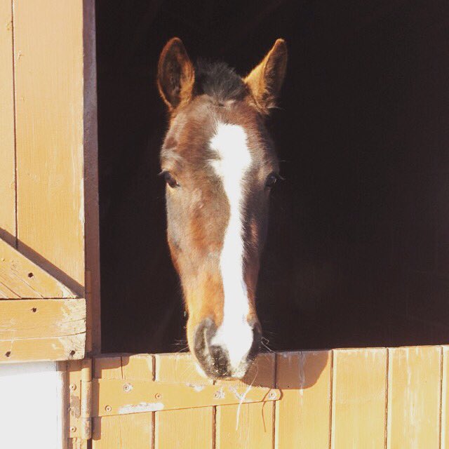 eshackell's tweet image. So I now have 3 horses 😳😳😳 how did this happen 😩 #meetjonnyboy