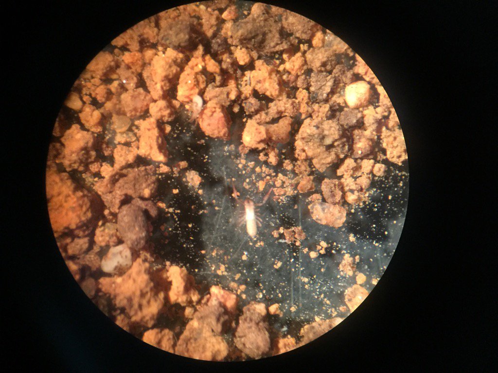 Matteo_Zinni's tweet photo. Here We are...#pseudoscorpions https://t.co/P5orc0K7ju