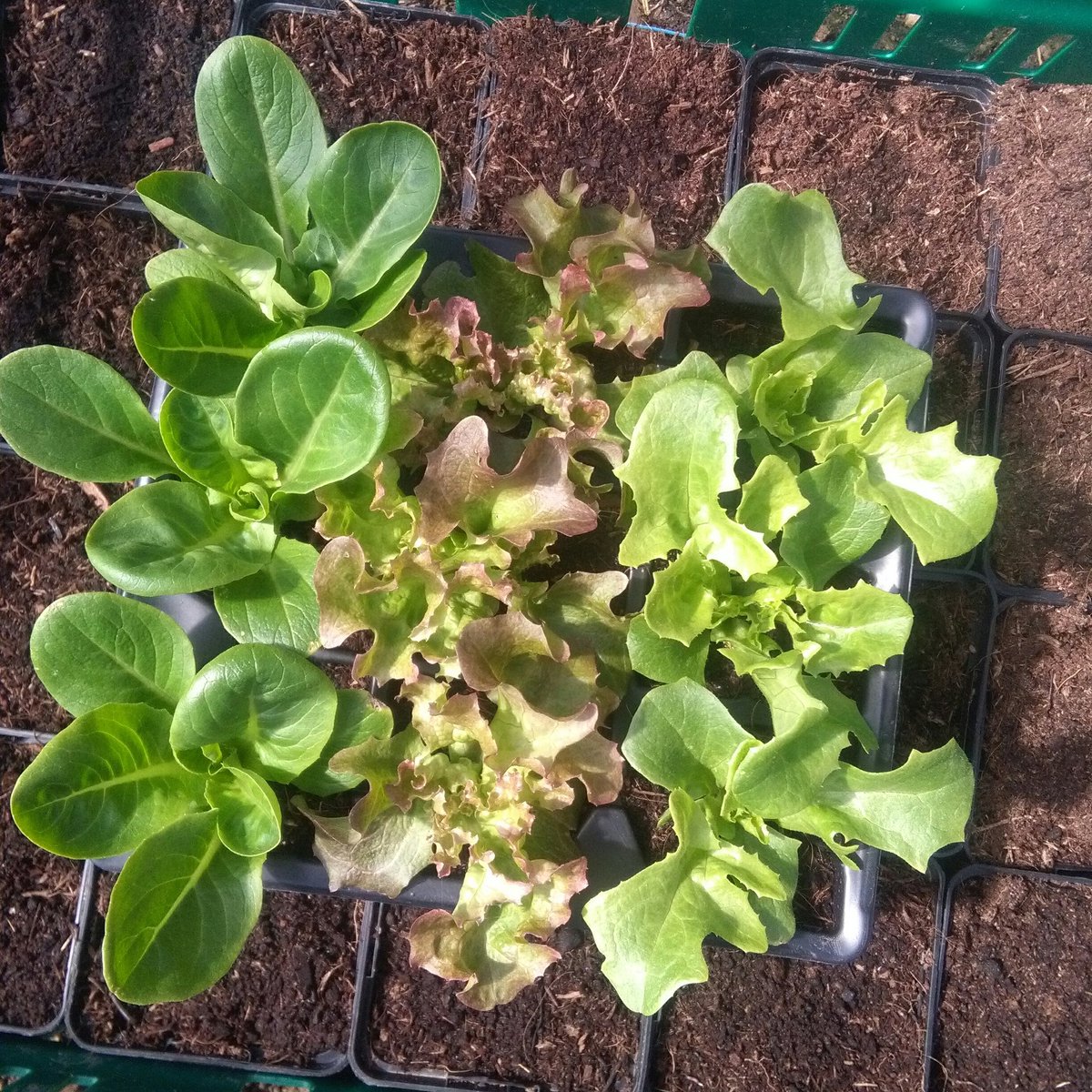 richards_farm's tweet photo. Growing your own has never been easier. Lettuce trays are super popular at Mallow Farmers Market today#SupportLocal https://t.co/fxN9NPj7ye