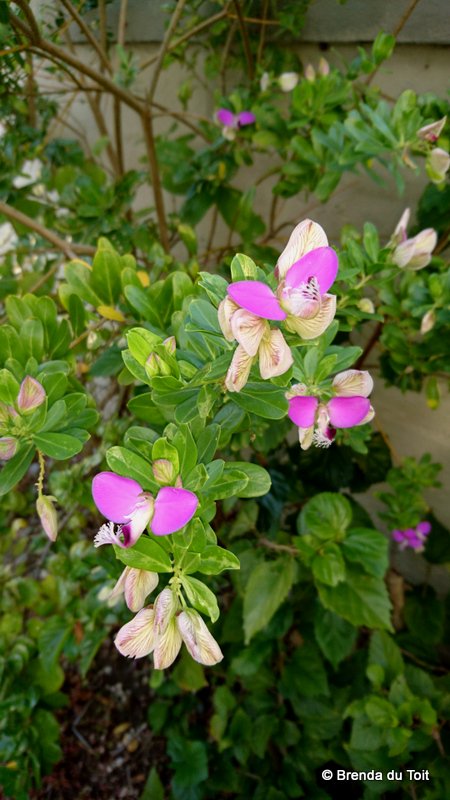 TheFynbosTrail's tweet photo. #FynbosFact September bush(Polygala myrtifolio)grows all year round and is a popular coastal fynbos garden plant. https://t.co/fJNZlBkg5W
