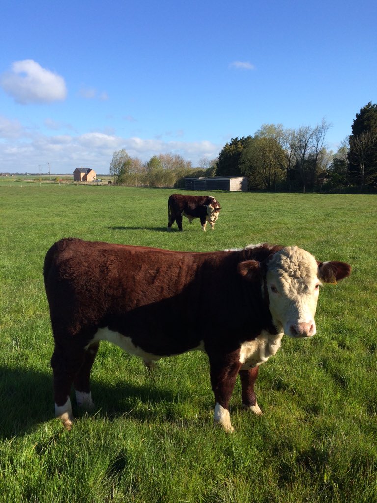 dan_fabb's tweet photo. Young Bulls enjoying the sun. #polledherefords https://t.co/FLlxZFNdrH