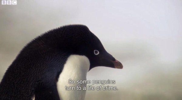 CauseWereGuys's tweet photo. It's tough out there https://t.co/5ifOePV5DU