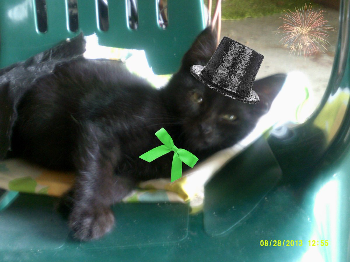 FancytheCat1's tweet photo. Wishing a happy birthday to my #brofur Pepper https://t.co/fsktqe2fTN