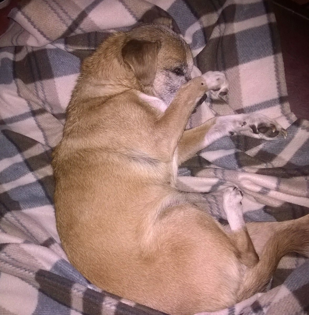 a_angiii's tweet photo. Feliz día donde quieras que estes. Te extraño mi bombón https://t.co/s2crmuKWoK